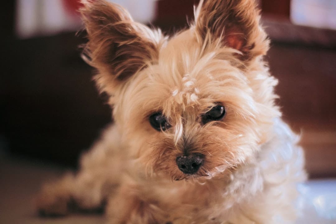 ペットの毛が付きにくくなる予防策