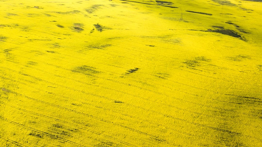 自宅で完璧！シャツの黄ばみを落とす究極の方法