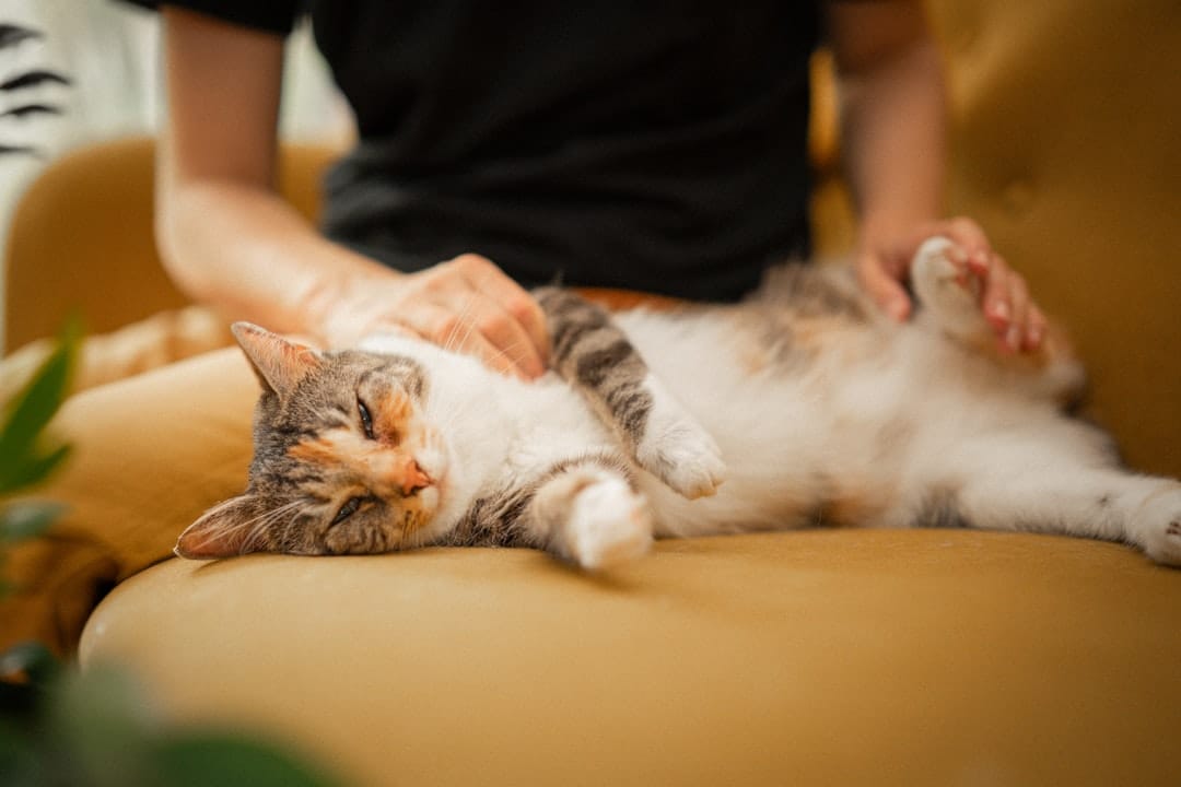 洗濯前後にできる効果的なペットの毛対策